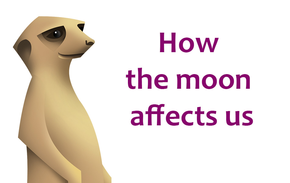 How the Moon Affects Us - Neuroscience - Curious Meerkat