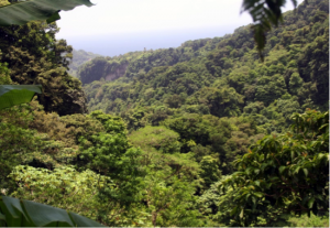 Dominica, Canopy View
