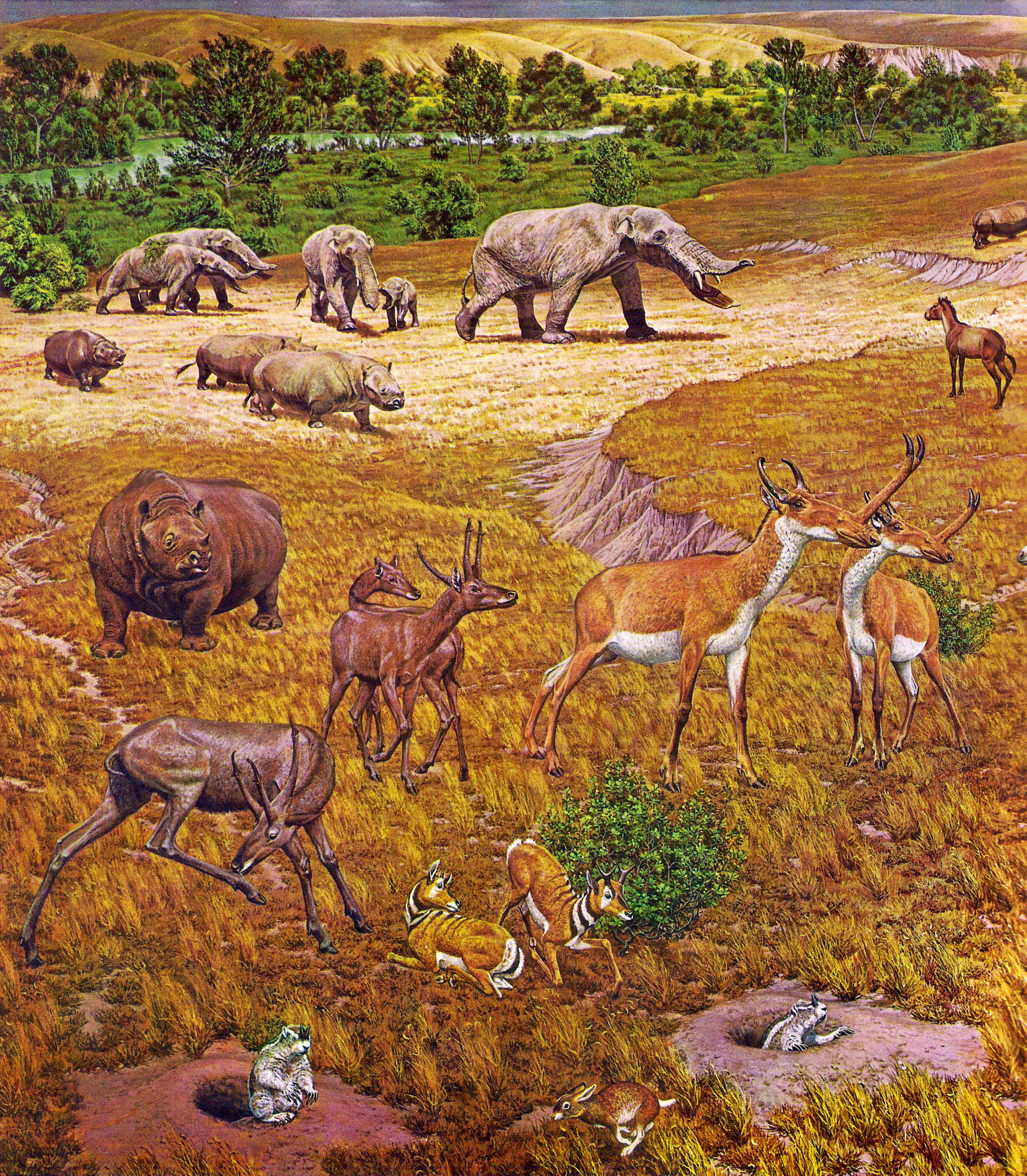 Artist's impression of the Pliocene epoch in North America, showing Synthetoceras, Amebelodon, Teleoceras,  Merycodus,
Epigaulus, Hypolagus, Neohipparion and Cranioceras.